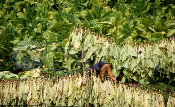 Tabacaleros angustiados por el grave impacto de la sequía en las plantaciones