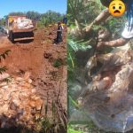 “Ver a toda esa gente sacando el pollo del pozo fue horrible”         