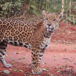 Bajaron los índices de tala y creció la población de yaguaretés