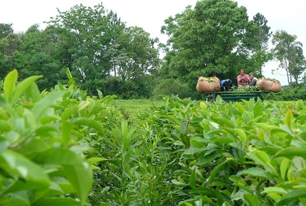 La sequía provocó la merma en la producción del té misionero