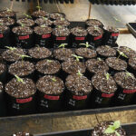 En diciembre estarían listos los primeros aceites de cannabis producidos en Misiones