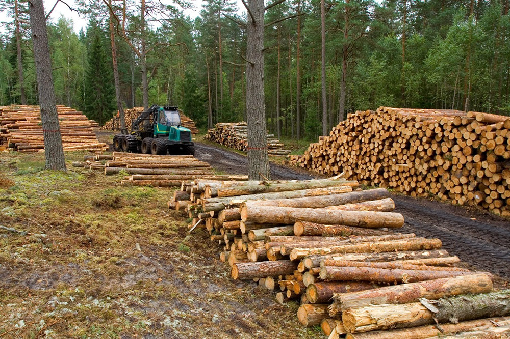 Oriozabala ratificó la tasa forestal para rollos que vienen de Corrientes