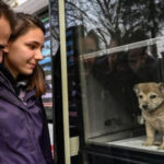 Piden prohibir la exhibición de animales en vidrieras de comercios