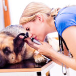 Buscan regular los honorarios de veterinarios