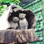 Güirá Oga, el santuario de recuperación de animales silvestres