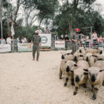 Se realizará el primer remate de ovinos, caprinos y porcinos en la Zona Centro