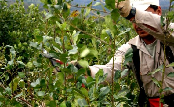 Laudo: la hoja verde rondaría los  por kilo
