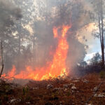 Incendios: el fuego quita a los animales las fuentes de agua y alimento