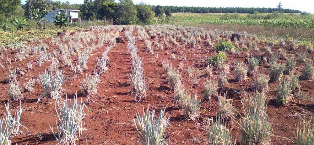 Sequía - Pérdidas de los cultivos en la Zona Norte