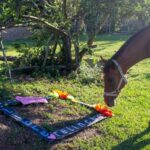 Libre Relincho necesita ayuda para mantener a animales rescatados