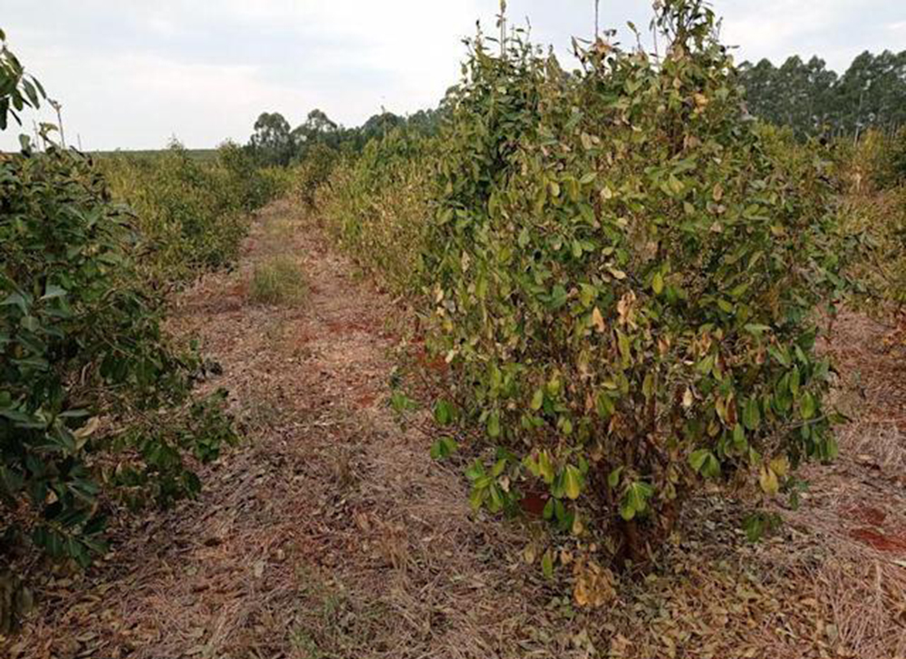 La sequía y los incendios dejarán secuelas económicas durante mucho tiempo