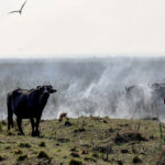 Misiones aporta su ayuda para asistir a los animales en Corrientes