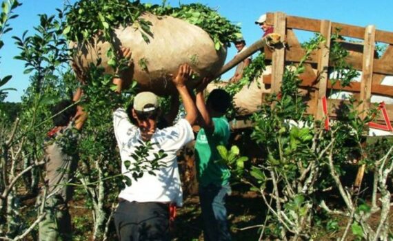 Registran 10 mil nuevas hectáreas de yerba y 12.696 productores