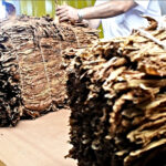 Tabaco: el acopio de este año empezó bien a pesar de la sequía y la falta de insumos