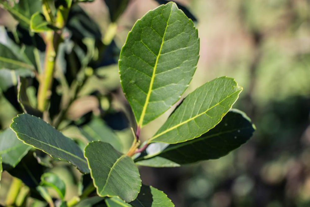 Yerba Mate - “La Resolución 170 del INYM busca evitar una crisis social”