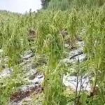 Entre 300 mil y 400 mil kilos de tabaco se perdieron por la fuerte granizada en El Soberbio