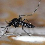 mosquito Aedes vittatus