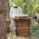 La sequía y los incendios están perjudicando la producción de miel