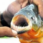 Por qué atacan las palometas en Posadas y Candelaria y qué debemos hacer