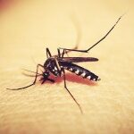 Chikungunya: Misiones tiene 13 casos confirmados y otros cinco en estudio