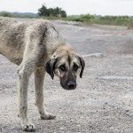 Maltrato animal: desde las protectoras piden rever las penas en Argentina