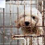 Proteccionistas de animales: “Además de las denuncias, necesitamos los fallos”