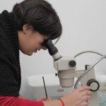 Tecnología nuclear para combatir al Aedes aegypti y a sus enfermedades