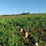 Plantaciones Yerba Mate