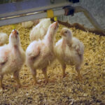 El SENASA habilitará la entrega de pollitos a pequeños productores y feriantes de Misiones