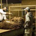 La Provincia adelanta el pago de recursos para el sector tabacalero