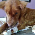 Maltrato animal: rescatan en Iguazú a una perrita malherida e infestada de gusanos