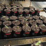 Misiones busca la licencia para exportar su cannabis medicinal