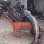 Ambientalista denuncia depredación en el río Paraná