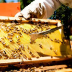 “Los productores fueron inducidos por las multinacionales a producir mucho y rápido”