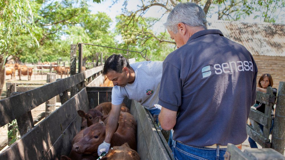 Argentina: referente rural defiende la vacunación anti aftosa pero mira expectante a Brasil